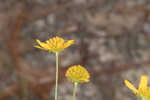 Coastal plain honeycombhead